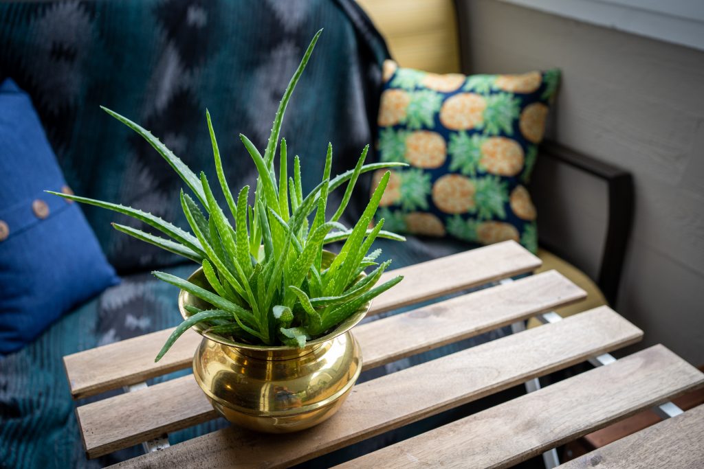 Where Can Aloe Vera Be Found?