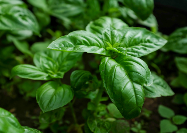 Basil | Natural Spice
