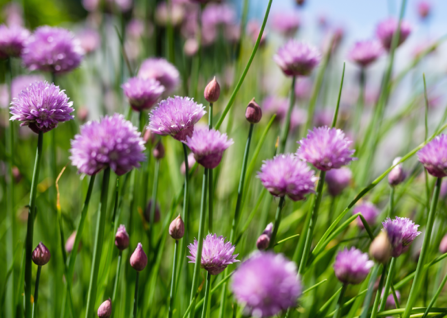 Chives | Natural Spice