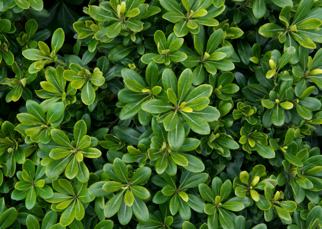 Laurel