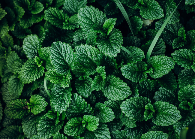 Mint | Natural Spice