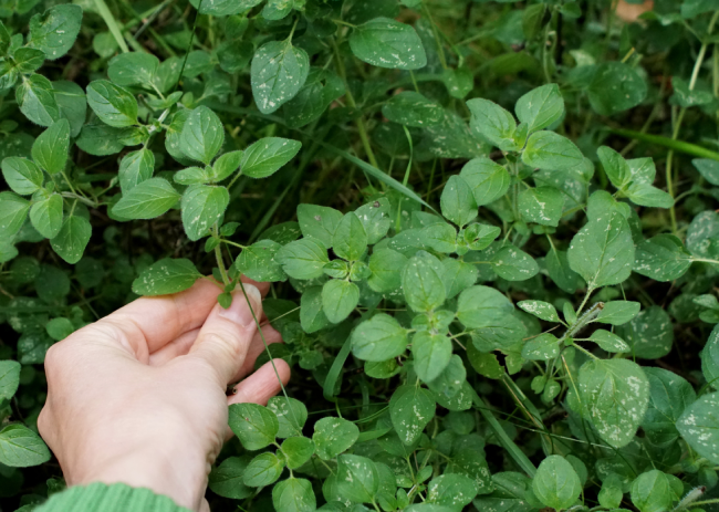 Oregano | Natural Spice