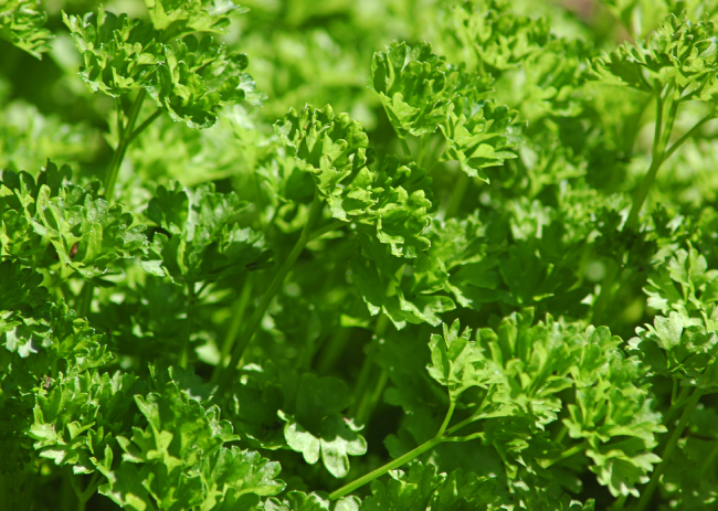 Parsley