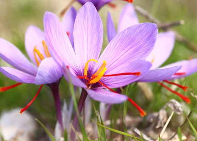 Saffron | Natural Spice