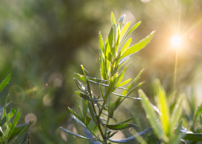 Tarragon | Natural Spice
