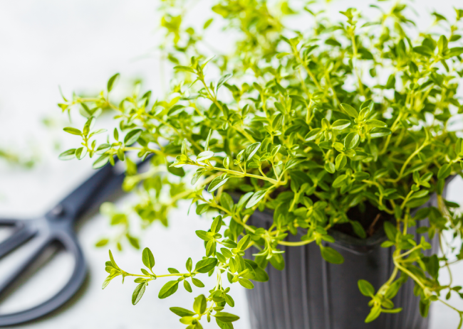 Thyme