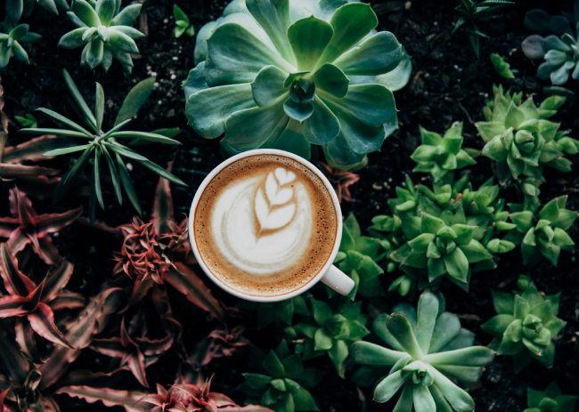 Best Vegan Milk for Coffee