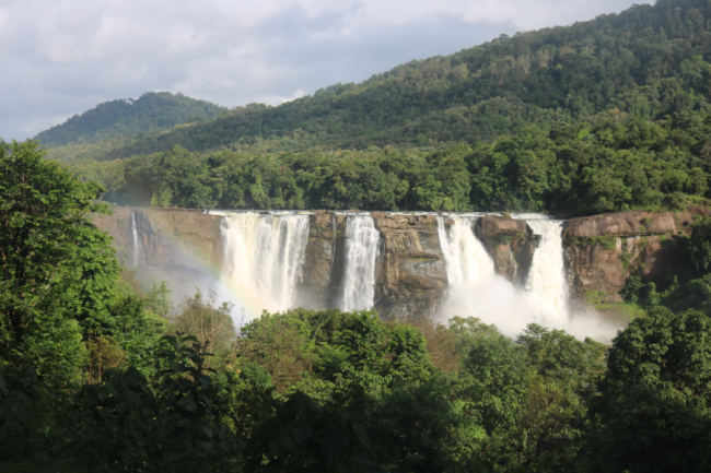 Rainforest Review 